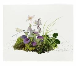 Sarracenia | Art Print