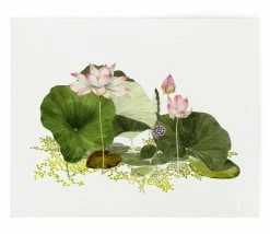 Pond Lily | Art Print