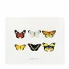 Butterfly Collection II | Art Print *