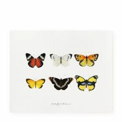 Butterfly Collection II | Art Print *