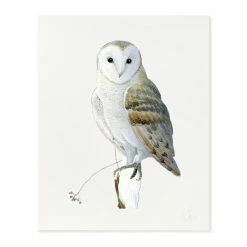 Winter Barn Owl | Art Print
