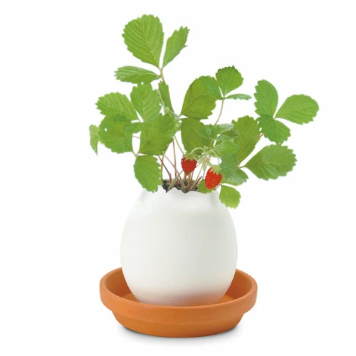 Wild Strawberry Eggling 3 Wild Strawberry Eggling - Image 3