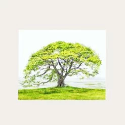 English Oak | Art Print
